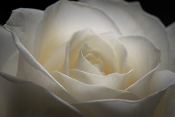 Beautiful white rose macro shot