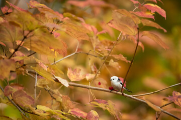Long-tailed tit in autumn, orange leaves