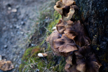 pilze, wald, natur, braune pilze, wildnis