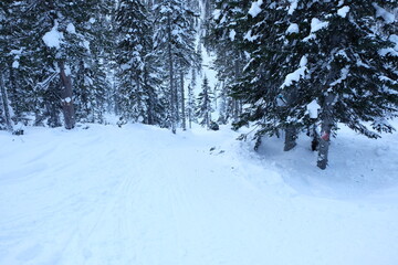 Winter rest on Lake Baikal. Forest after heavy snowfall. Russia. Silence, peace, white, soft snow, clean air.