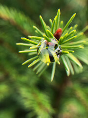 ladybird on a leaf