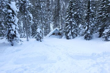 Winter rest on Lake Baikal. Forest after heavy snowfall. Russia. Silence, peace, white, soft snow, clean air.