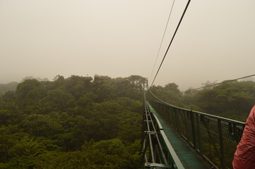 Obraz premium The flora and fauna in the cloud forests and volcanoes of Costa Rica, Central America