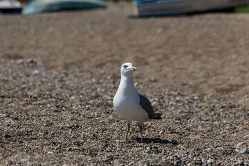 A Seagull walks on a pebble beach.
