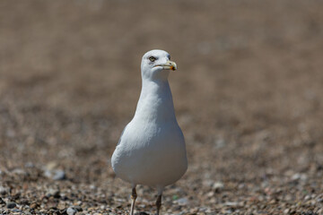 seagull on the beach