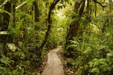 The flora and fauna in the cloud forests and volcanoes of Costa Rica, Central America