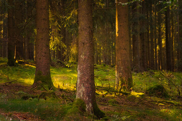 Fototapeta na wymiar Wald mit Sonnenstrahlen