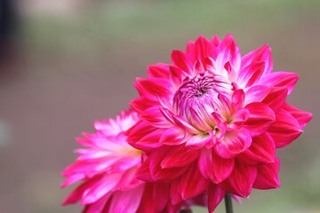 ダリア（ビューティースターズ）