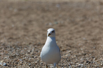 Seagull close-up on a pebble beach