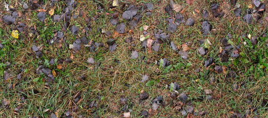 autumn seamless pattern of wet grass