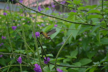 The flora and fauna in the cloud forests and volcanoes of Costa Rica, Central America
