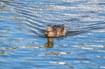 close up of a duck swimming on a pond with blue water