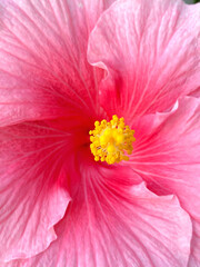 Hibiscus close-up, summer 2020