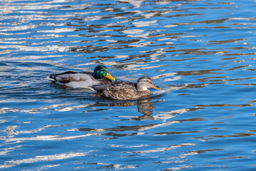 a Drake takes care of a duck during mating games