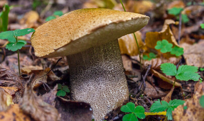 Boletus mushroom in the forest in autumn close up