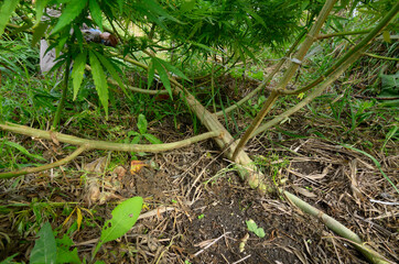 Cannabis growing in a field, low stress training technique: bending trunk of a plant and branches down using pegs and ropes