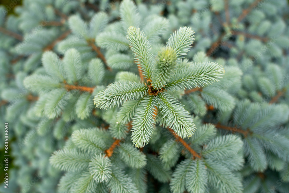 Wall mural background for screensavers, christmas and new year cards made of fir branches