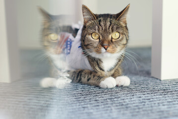 Obraz premium Cute striped domestic cat is lying on white carpet near kids white chair. Lovely pets concept.