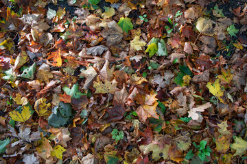 Fallen autumn leaves covering the entire image. Very colorful! Shooting date - 10/11/2020. Location - Limbazi, Limbazu novads, Latvia.