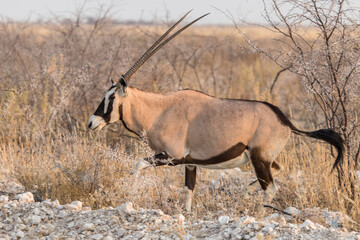 Oryx in the African savannah, Etosha National Park in Namibia