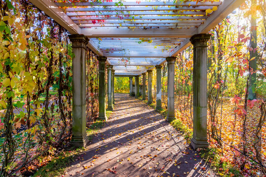Pergola in private garden of Catherine park in autumn, Tsarskoe Selo (Pushkin), Saint Petersburg, Russia
