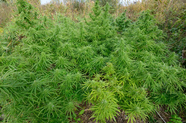 Female cannabis bush growing in a field, buds flowering