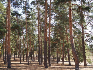 Pine forest with the last of the sun shining through the trees.