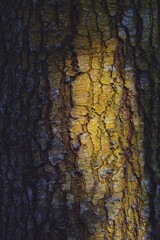 bark texture. tree bark.  sunny ady in the forest