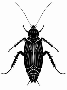 illustration of cockroach , vector draw