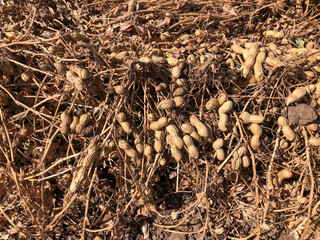 Peanut Harvest. Fresh peanuts with shells on farmland.