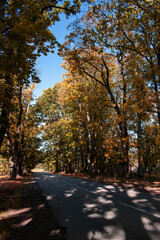 Trees in autumn around road. Shooting date - 10/11/2020. Location - Limbazi, Limbazu novads, Latvia.