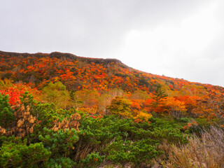 Mountain covered with autumn leaves (Tochigi, Japan)