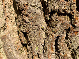 texture of an old tree bark