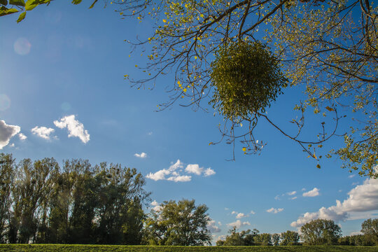 misteln im baum