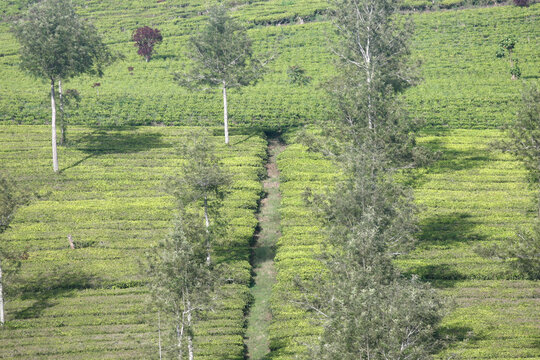 The morning sun shines on the Malabar tea plantation, Pangalengan, West Java, Indonesia. November 22, 2013