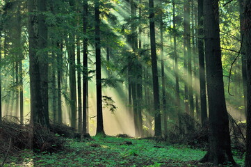 Zaczarowany las 