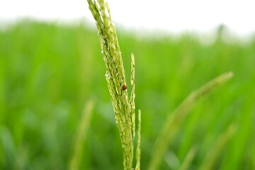Fototapeta na wymiar Closeup rice with insect In Rice field, green nature background