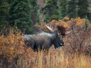 Alaska bull moose ambling through Autumn willows