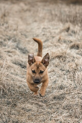 obedient, happy, beautiful, healthy and young puppy running fast on a dirt road, flying