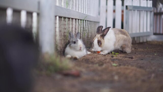 Group of adorable rabbits sitting in the rabbit barn, white rabbit on the fence