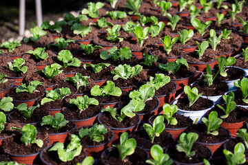 Fresh green seedlings. Selective focus shot of bright green leaves, planting seedlings in greenhouse. Idea for wallpaper, postcard, poster design, banner, copy space, close up.