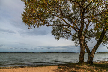 Fototapeta na wymiar Spring landscape. Big tree by the lake. Lake view