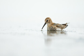 Dunlin feeding on the beach of Baltic sea in Poland