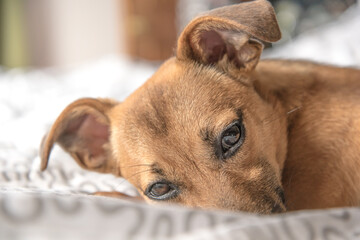 Young Mixed Breed Puppy Sleeping on a Bed