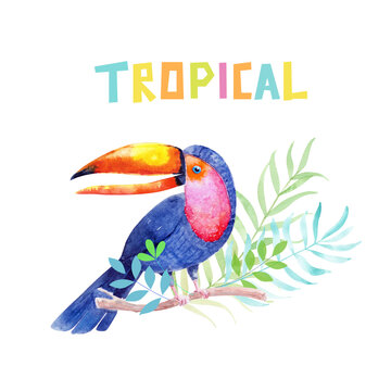 toucan, stylized cute bird, watercolor in tropical leaves with lettering 