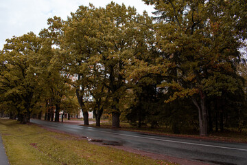 Trees in autumn around road. Shooting date - 10/11/2020. Location - Limbazi, Limbazu novads, Latvia.