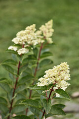 beautiful branches of a hydrangea Bush during flowering. white flowers in the garden. autumn mood