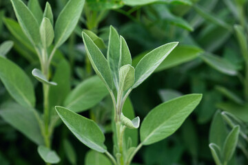 fresh spring foliage. textured natural background, copy space