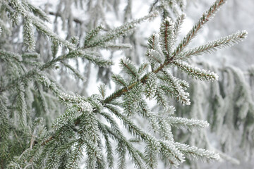 Fir tree branch with cones hoarfrosted with rime in the forest nature background texture, closeup, copy space, winter holidays: christmas and new year concept