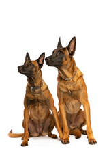Two Belgian Malinois dogs